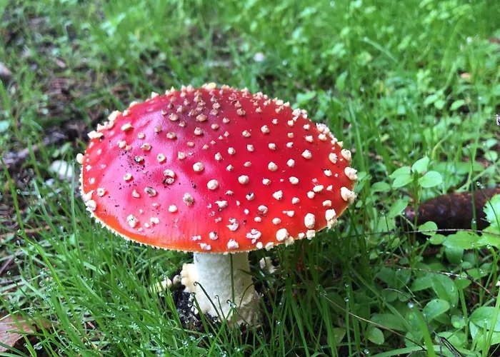 Casa Chalet S Alpstuga *